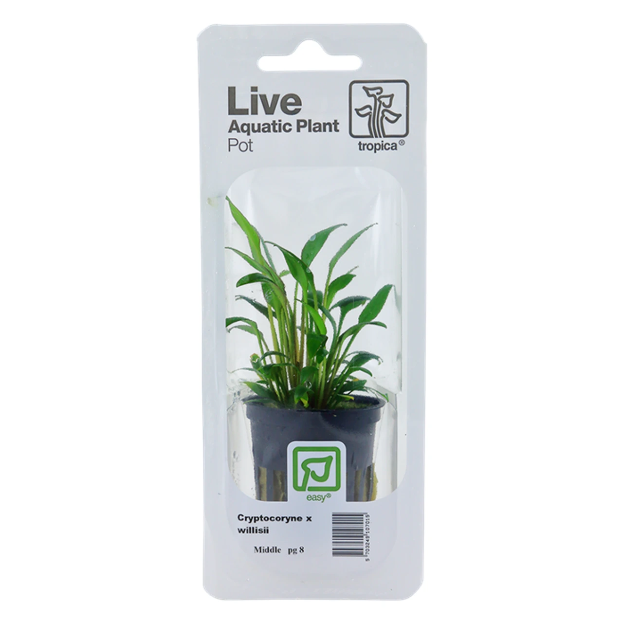 Tropica PCS Pot Cryptocoryne x willisii x 3